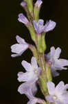 Narrowleaf vervain